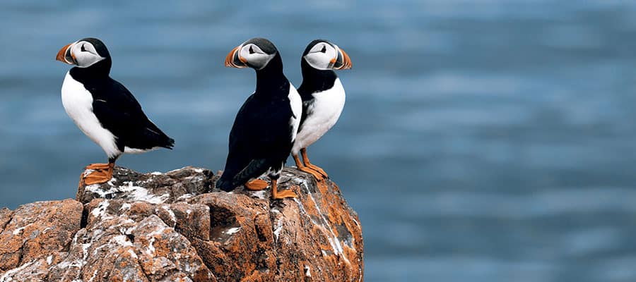 Puffins in Nova Scotia on Canada & New England Cruise